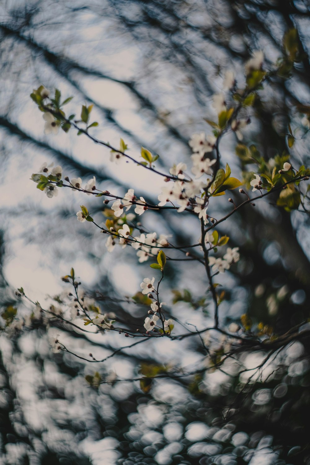 white-petaled flower bloom during daytime