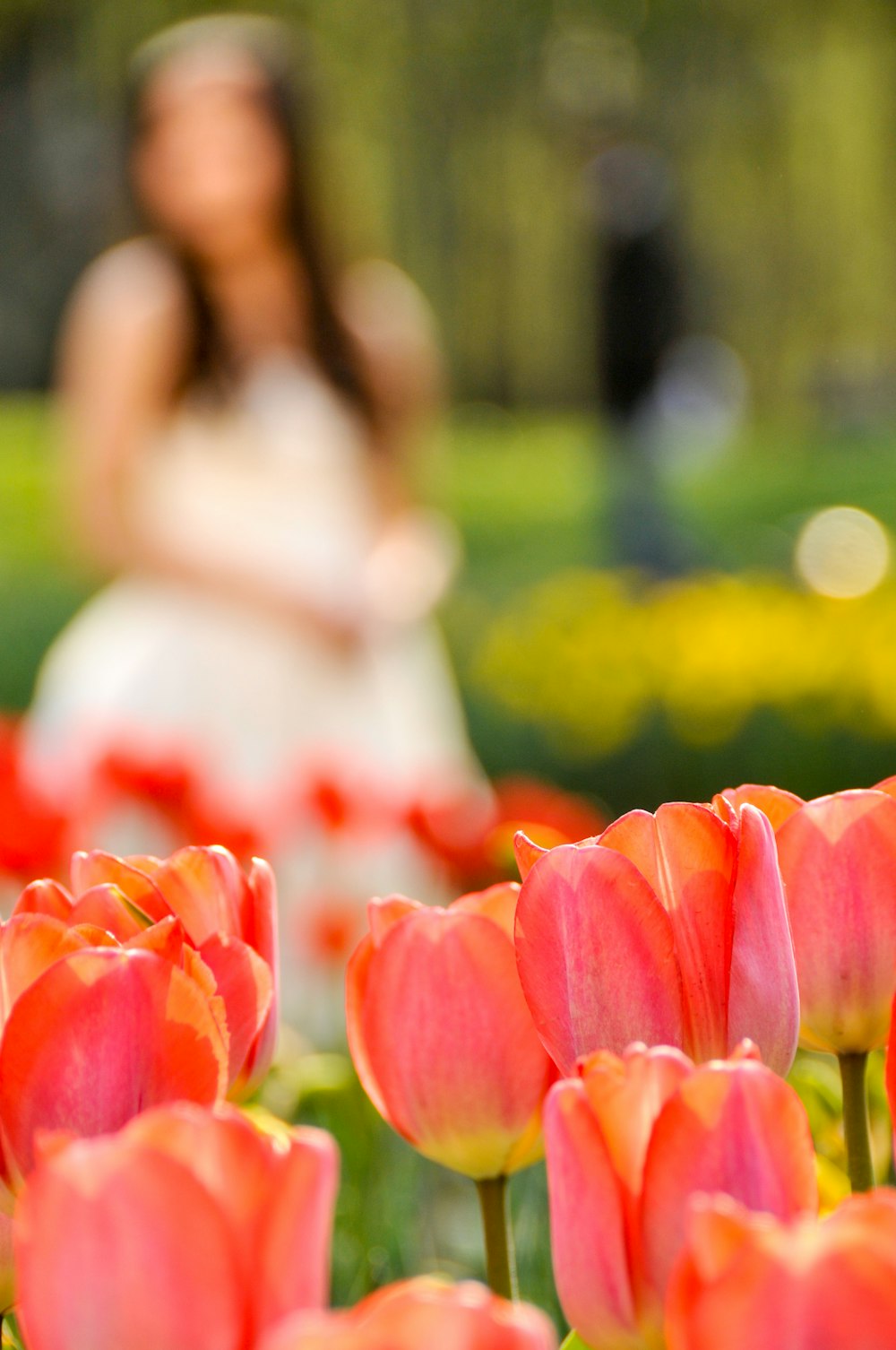 selective focus photography of pink tulip flowers