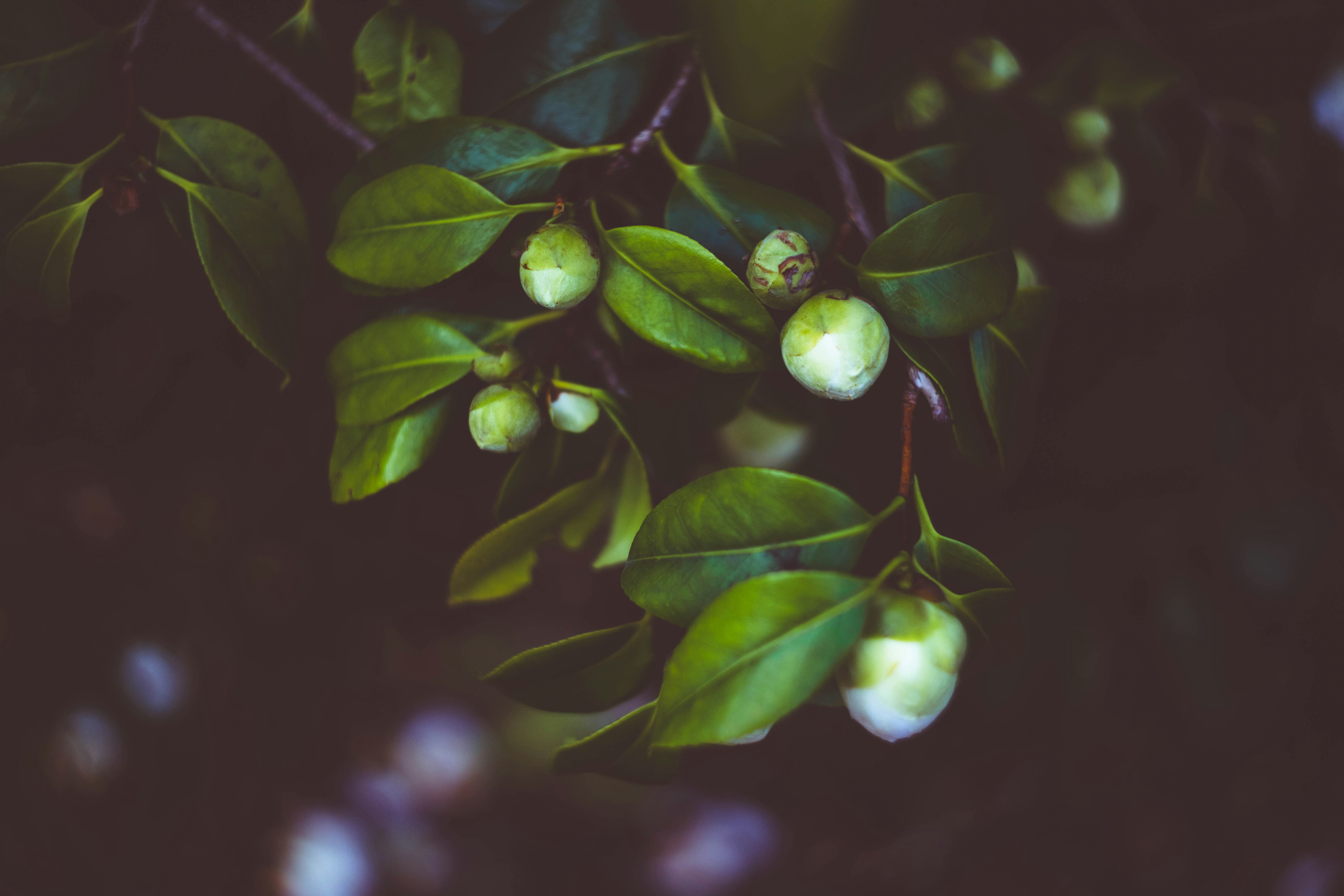 Photo by ilincaroman