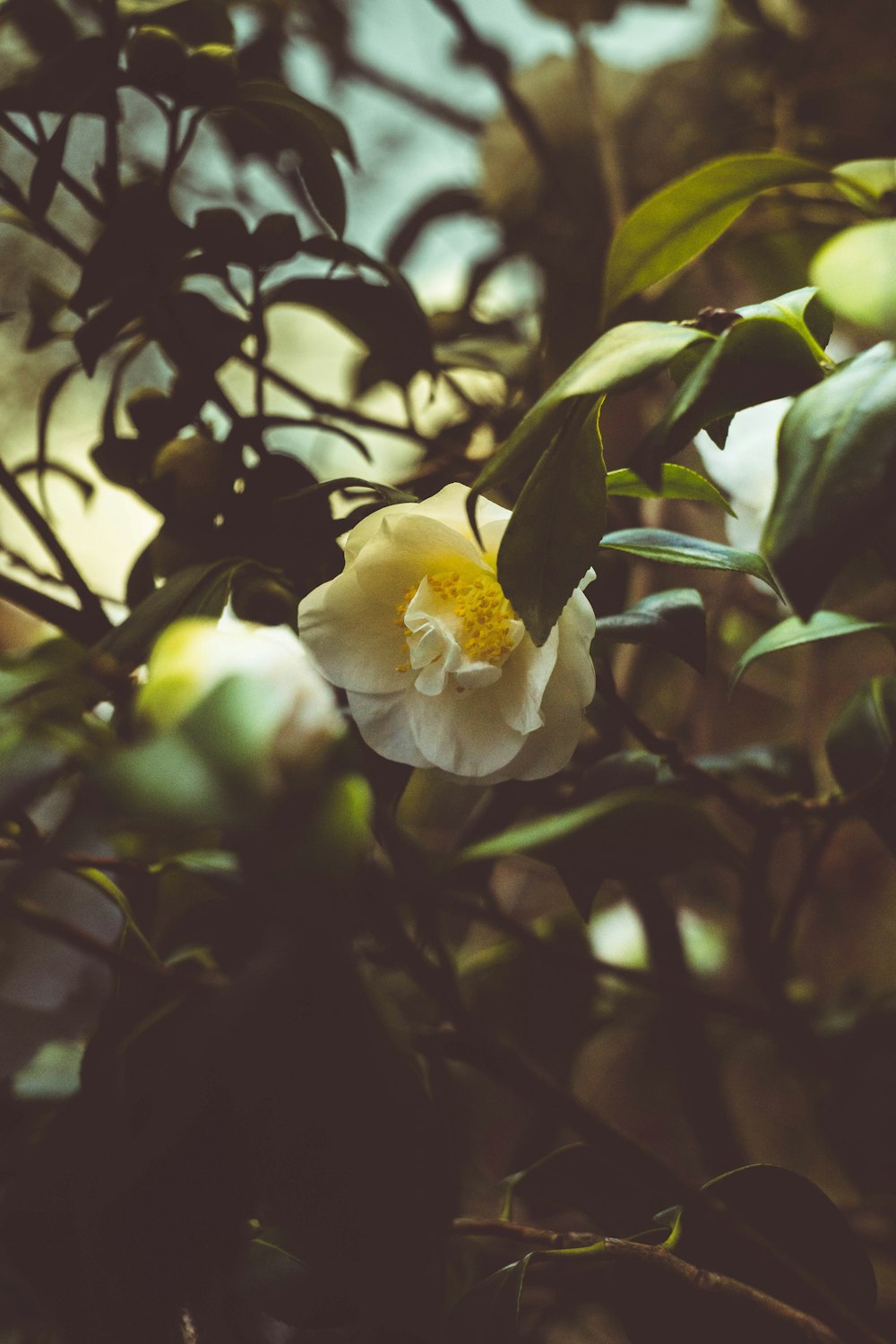 selective focus photo of peony flower