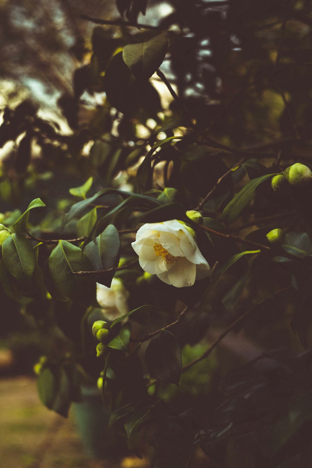 white rose