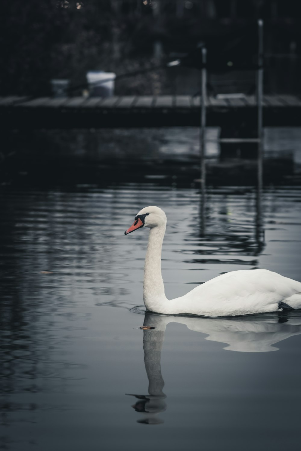 shallow focus photo of swan on body of water during daytime