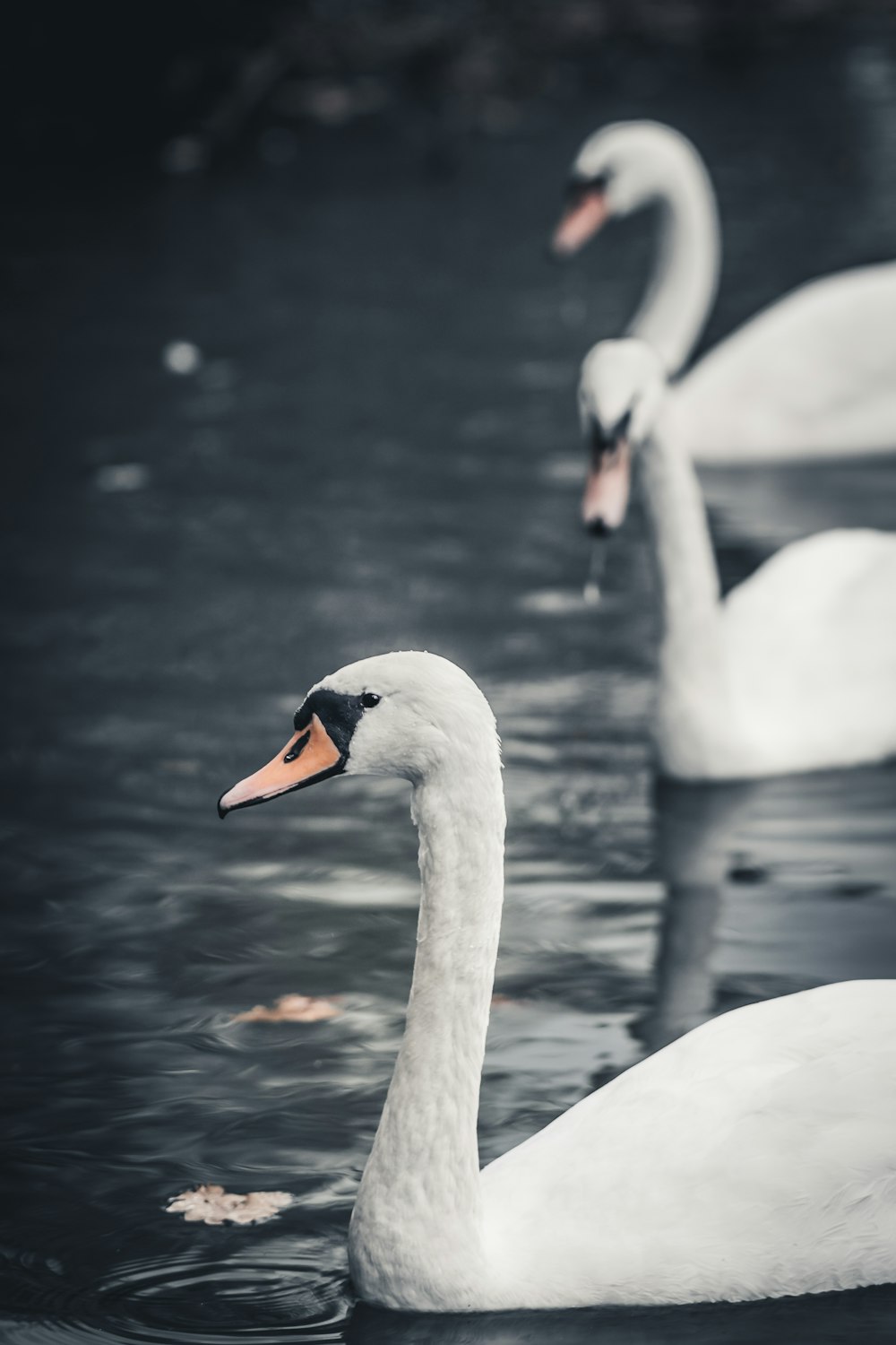 three white swans on body of water