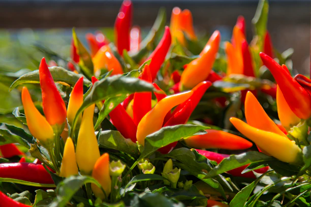 Close-up of a vibrant yellow chili pepper with subtle orange highlights, reflecting the Holud Morich color palette.