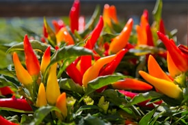 A vibrant cluster of red, orange, and yellow chili peppers surrounded by lush green leaves. The peppers vary in color intensity and are illuminated by sunlight, creating bright reflections and emphasizing their glossy texture.