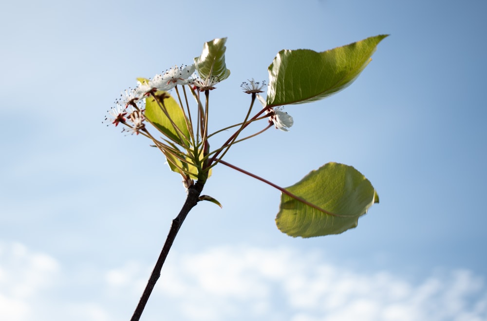 a close up of a plant with leaves and flowers