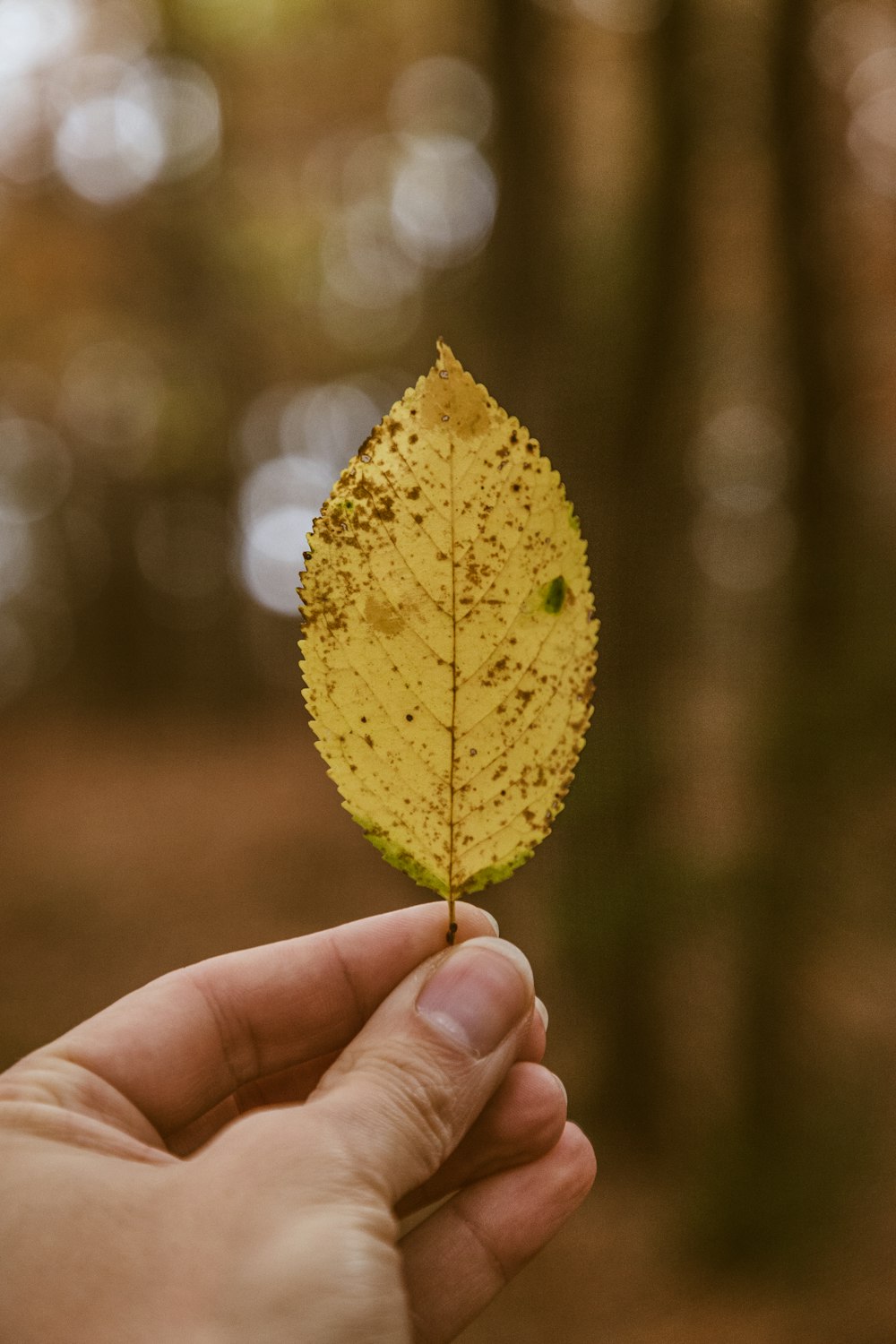 selective focus photography of yellow leaf