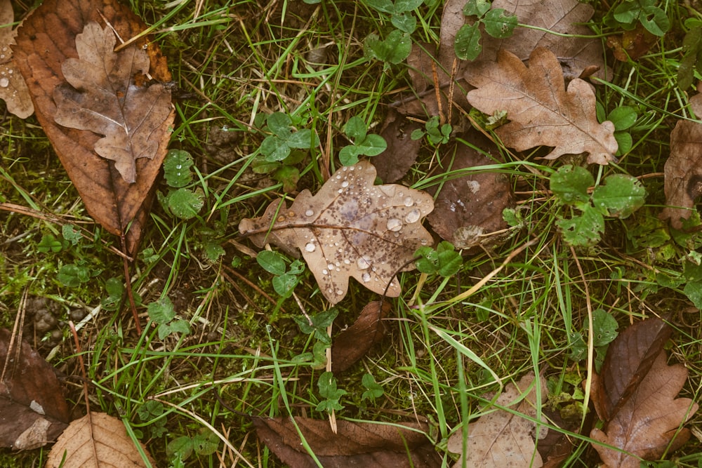 dried leaves on green grass