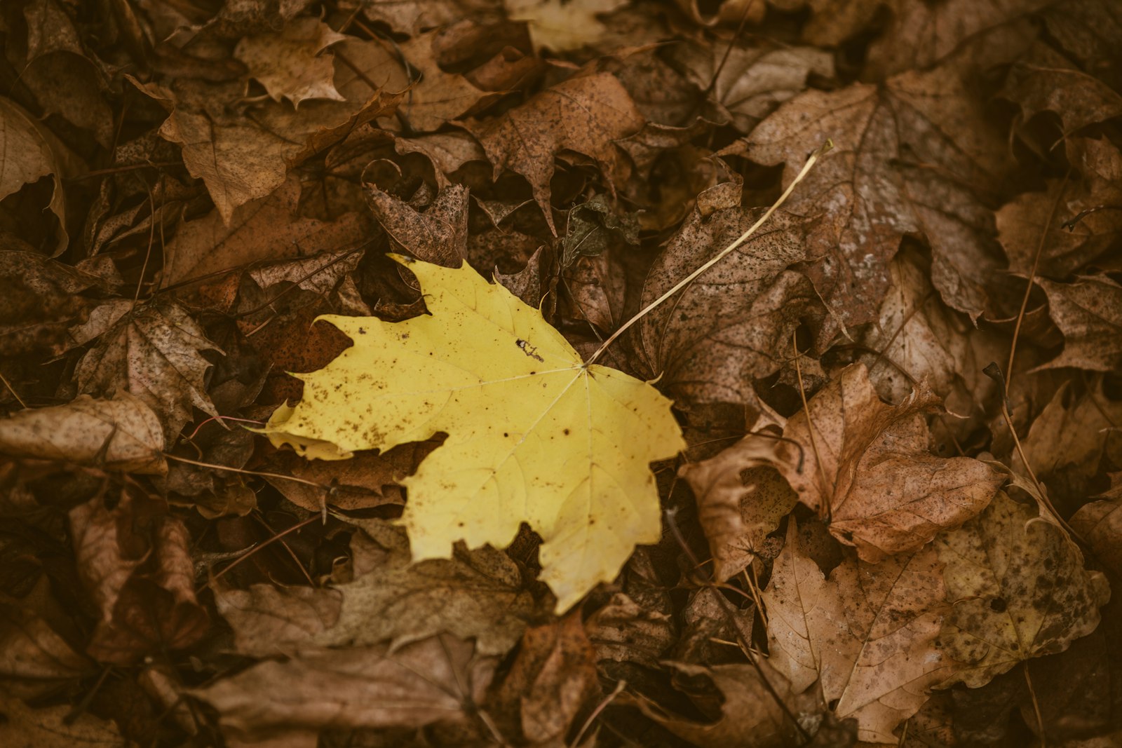 Canon EF 200mm F2.8L II USM sample photo. Dried brown leaves photography