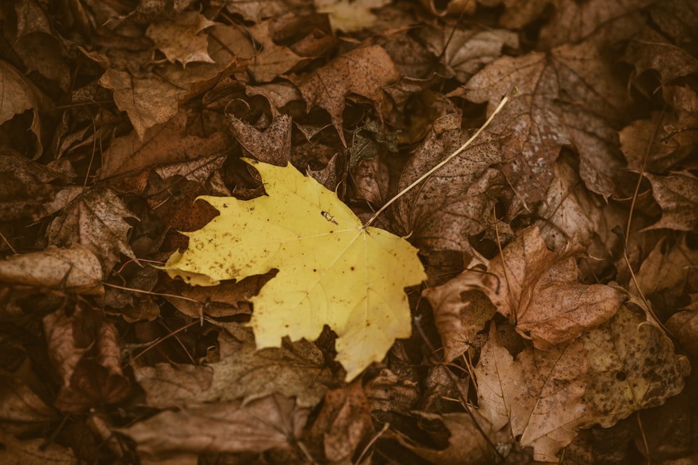 dried brown leaves