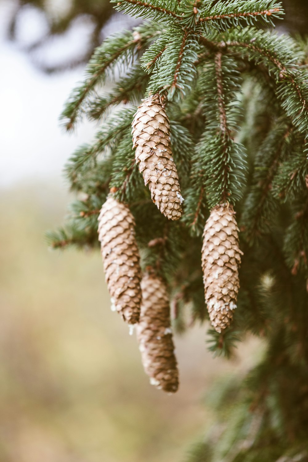 low angle photo of pine cone