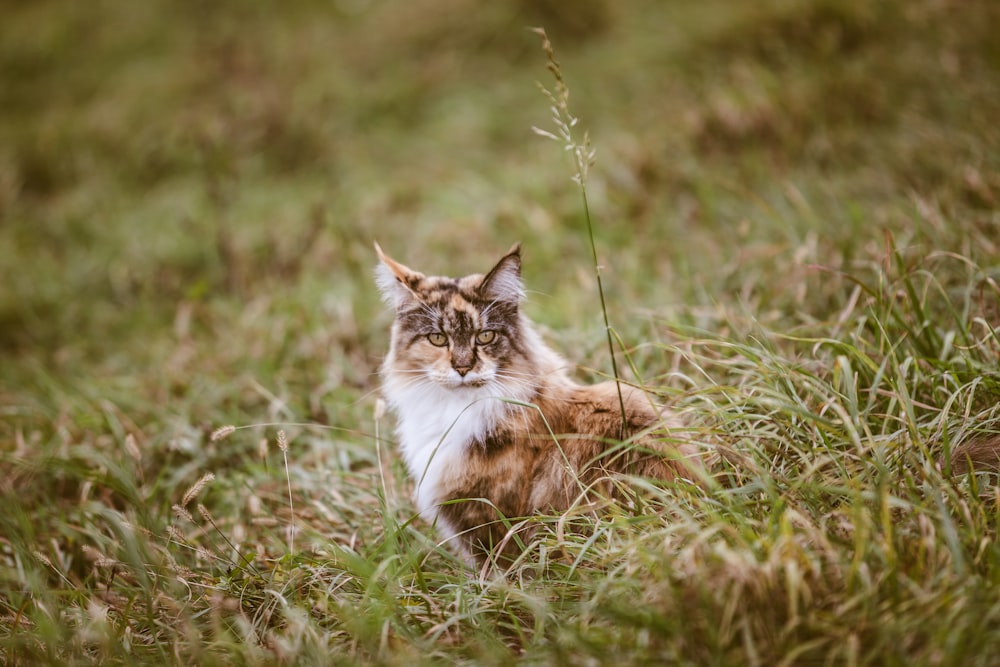 calico cat sitting on grass