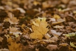 A close-up of colorful autumn leaves scattered on the ground.