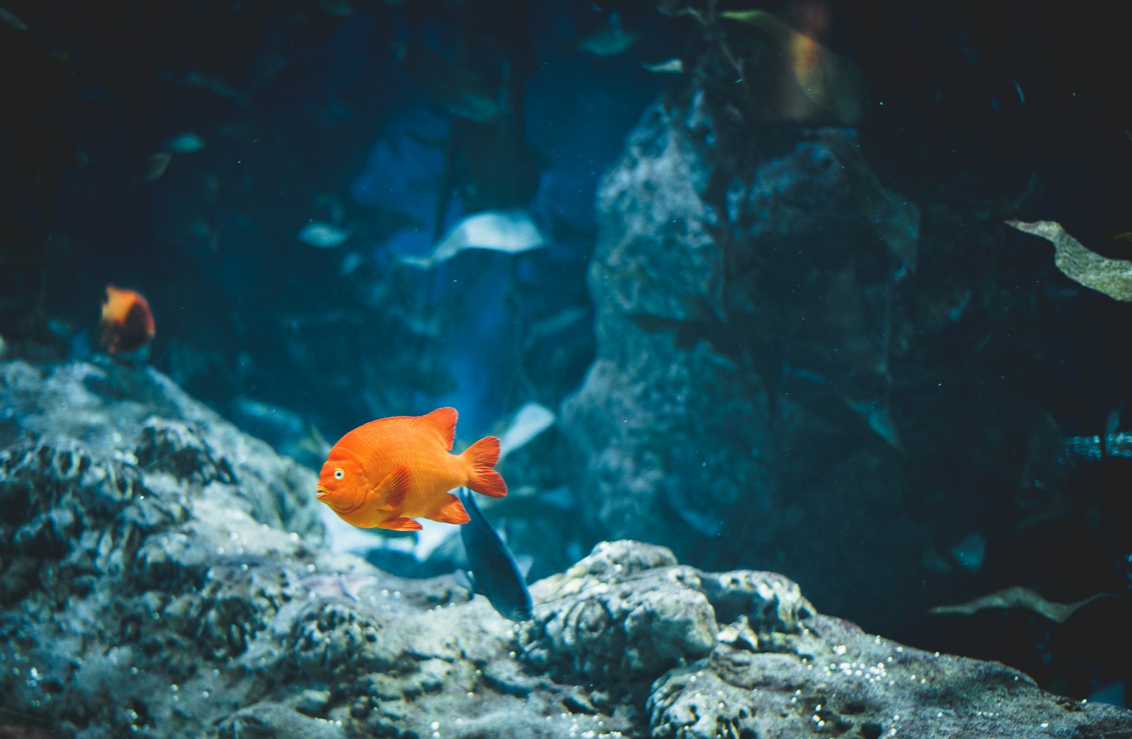 Leica M10-P sample photo. Orange fish underwater photography