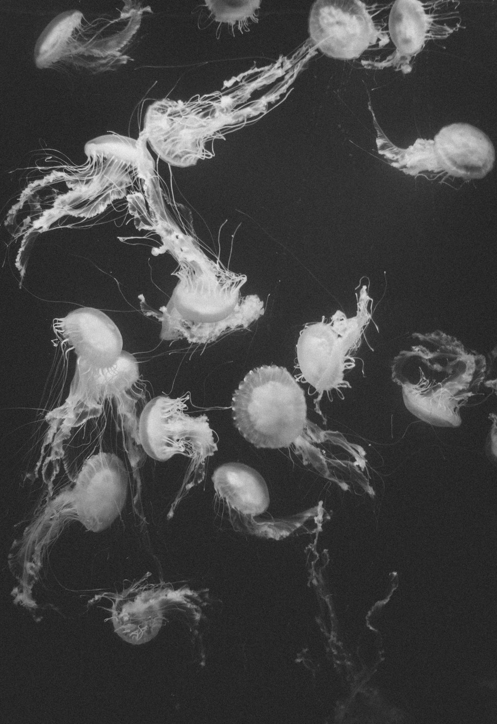 grayscale photography of jelly fish