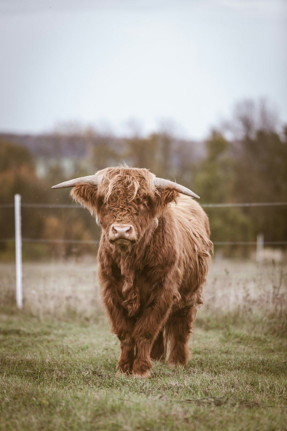 Scottish Highland cattle during daytime