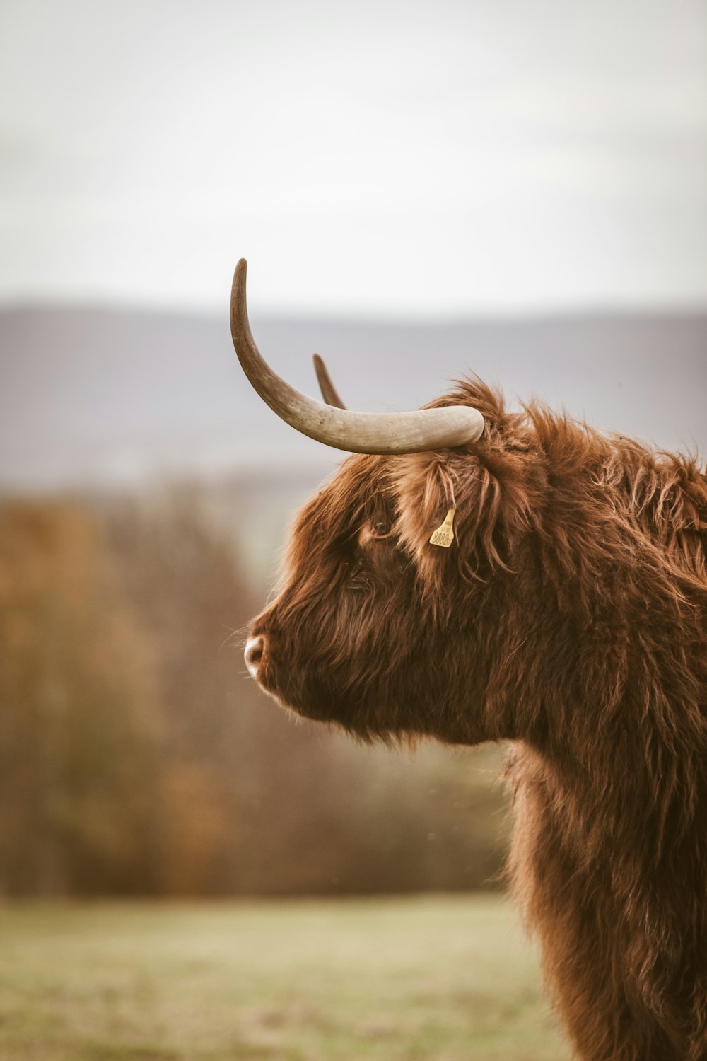 selective focus photography of bison during daytime