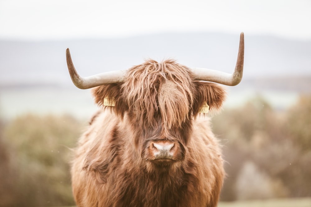 brown bison during daytime