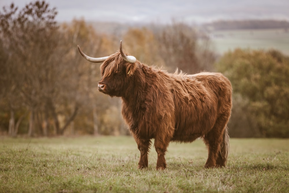 Bufalo bruno sulla prateria durante il giorno