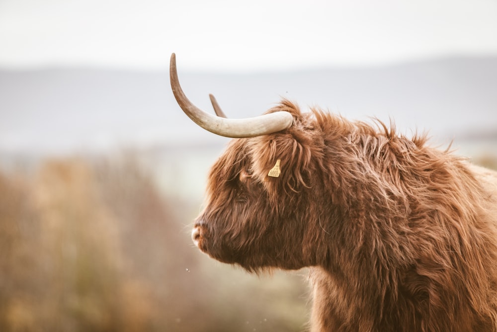 selective focus photography of brown horned animal