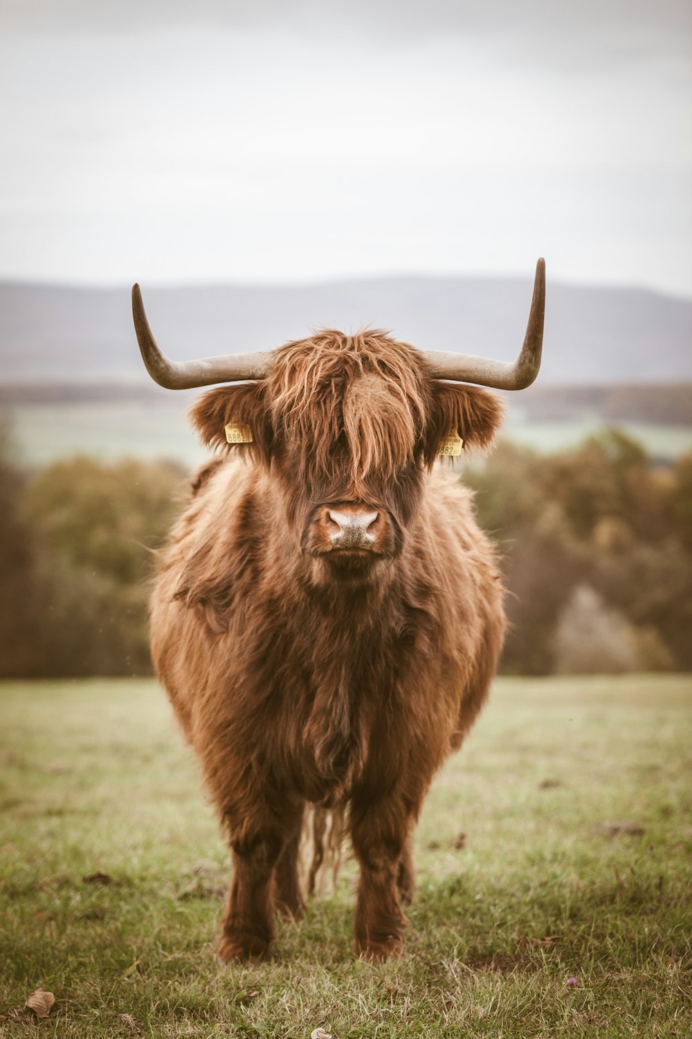 Foto de yak marrón durante el día