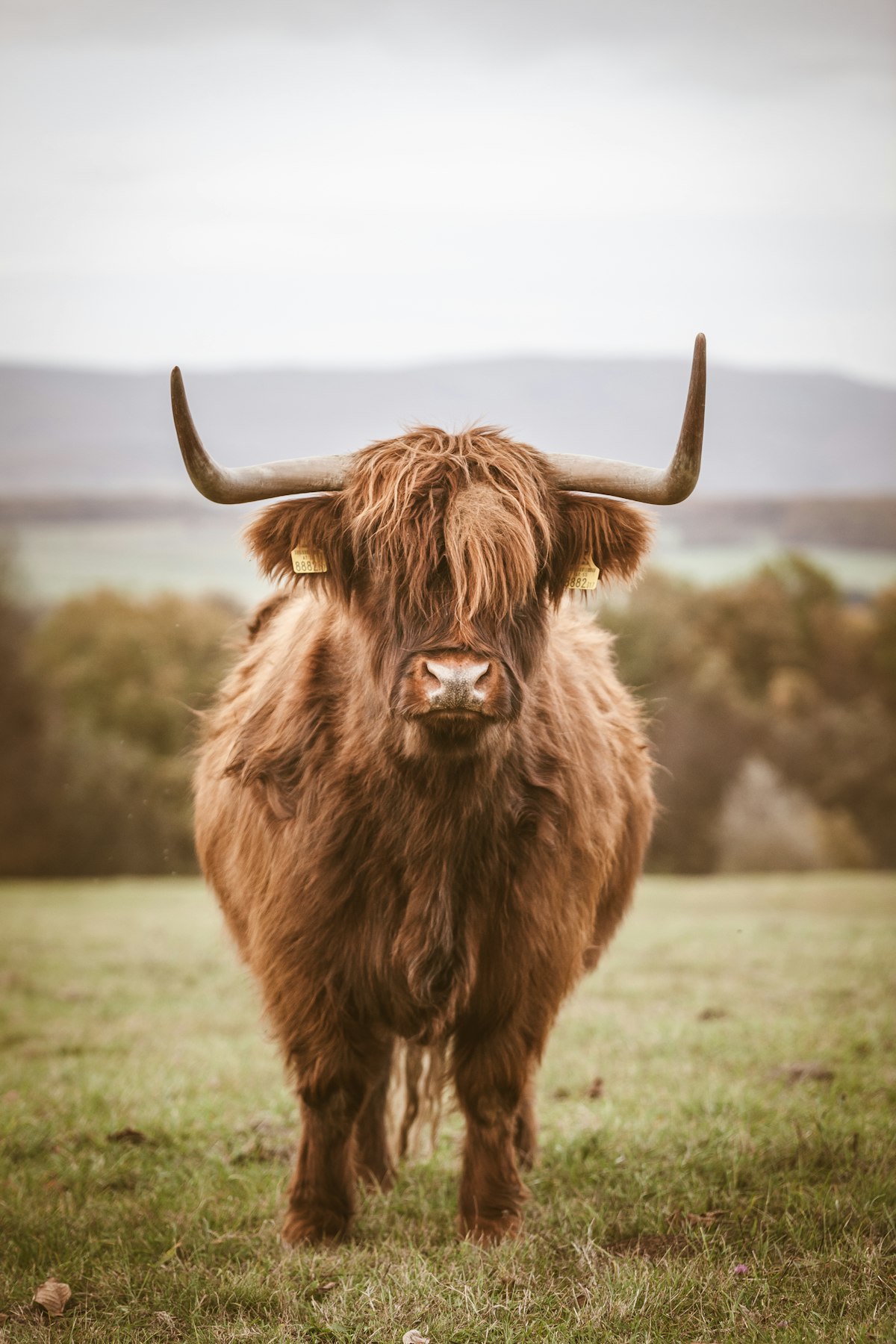 Brown yak photographed during daytime, global-impact / livelihood register