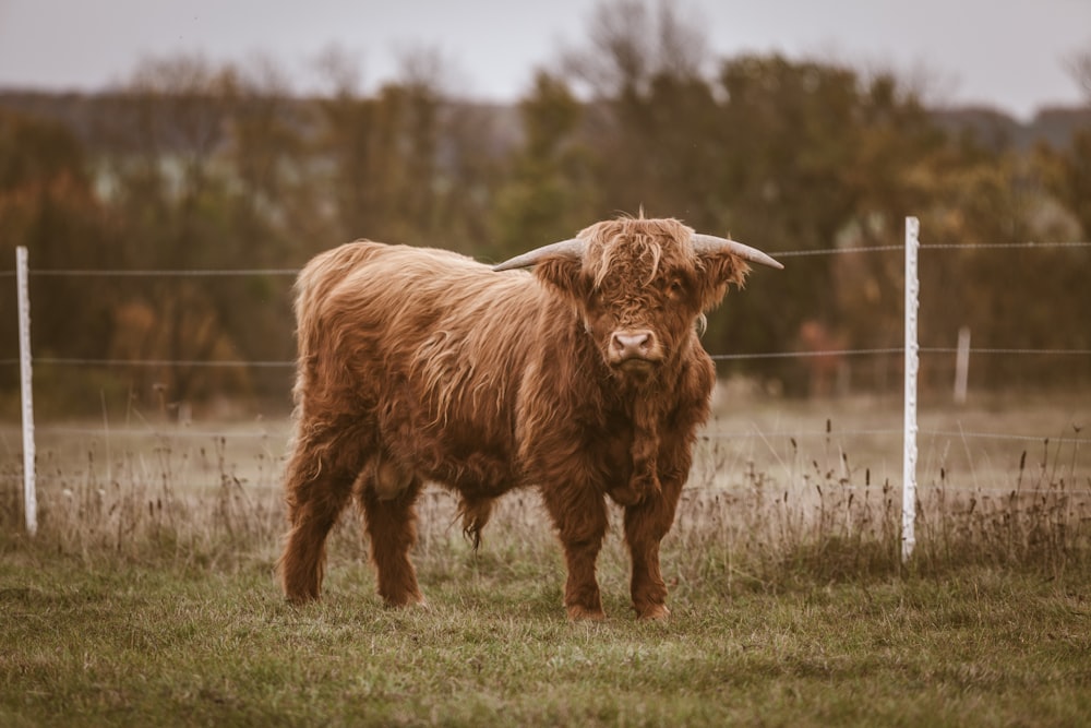 brown 4-legged animal standing near wire fence