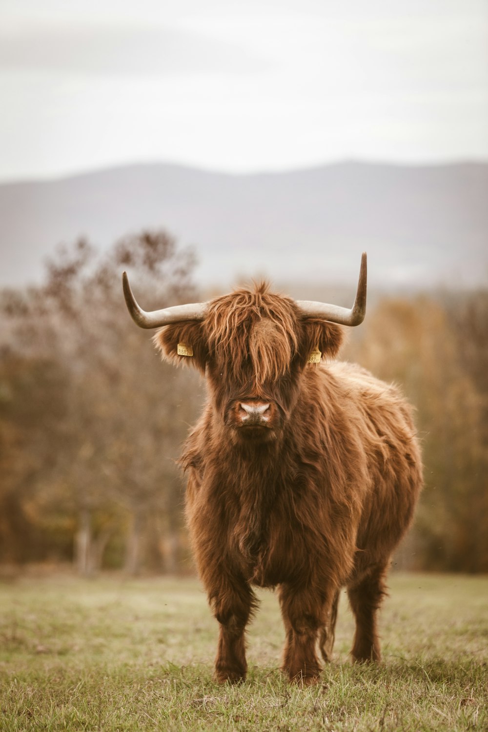 brown bull