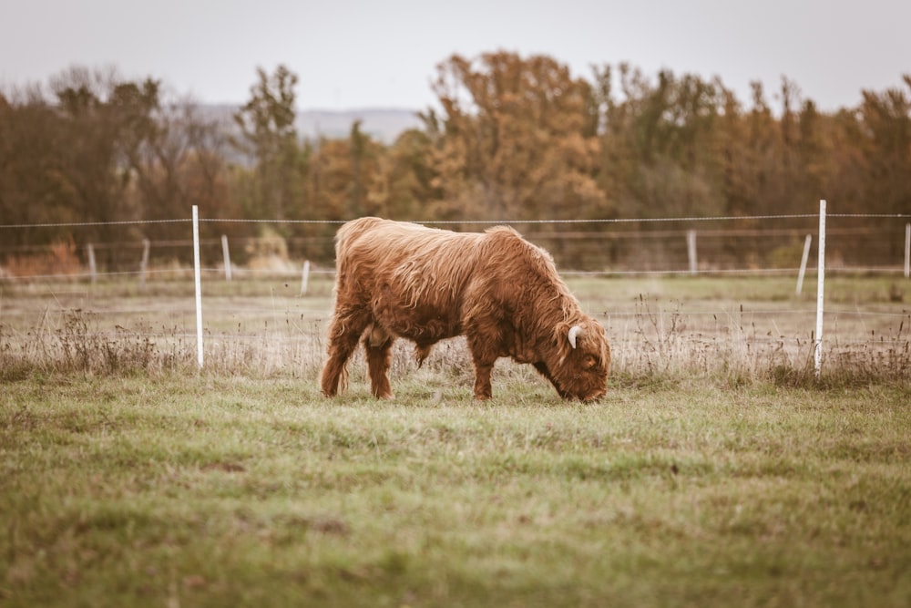 selectbrown bison eating grass