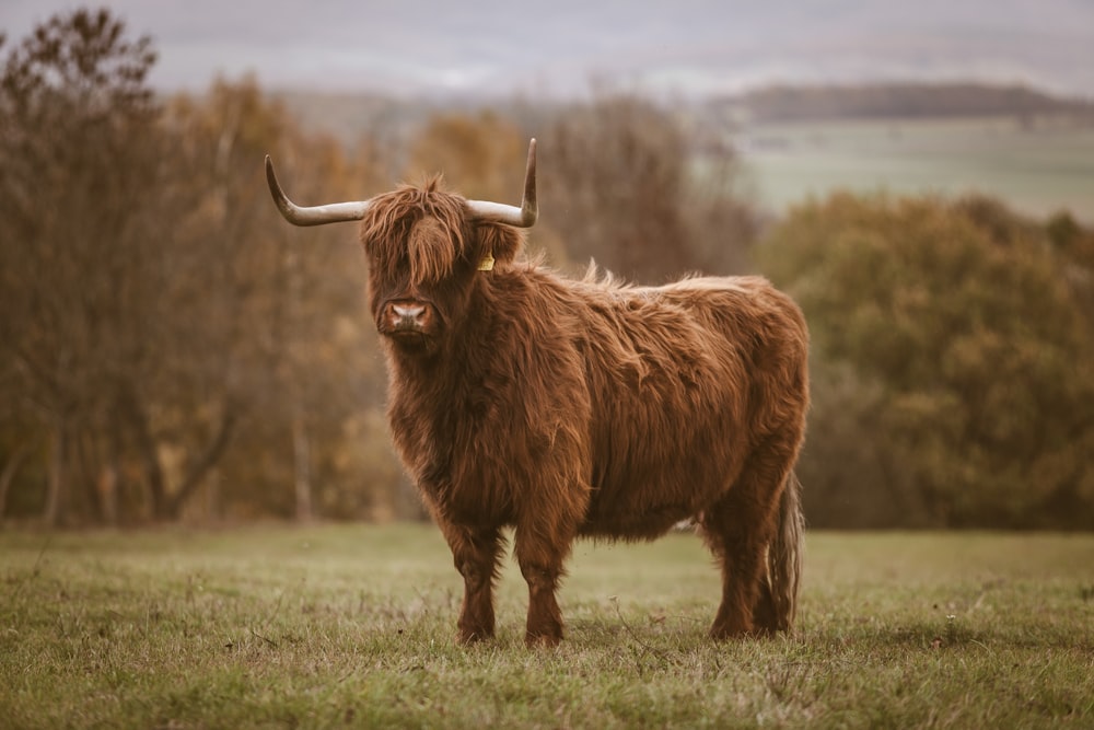 brown bull on green grass field