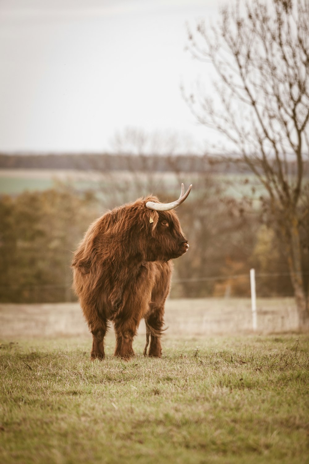 brown Highland cattle near bare tree during daytime