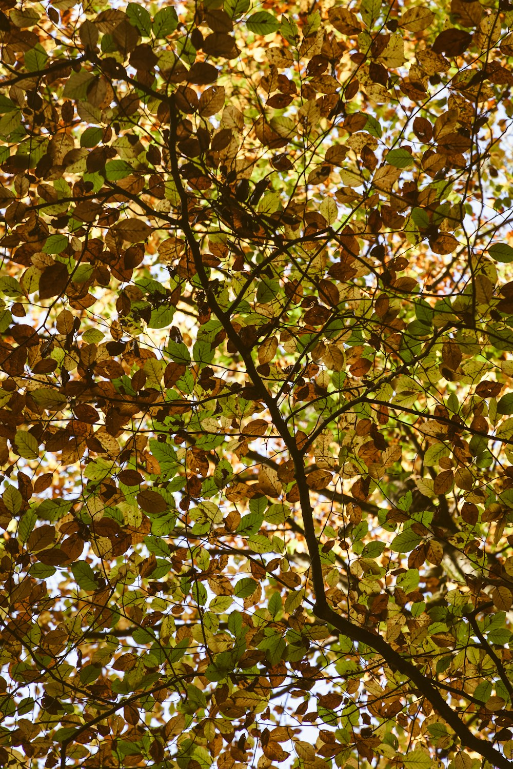 Foto de ángulo bajo de árboles