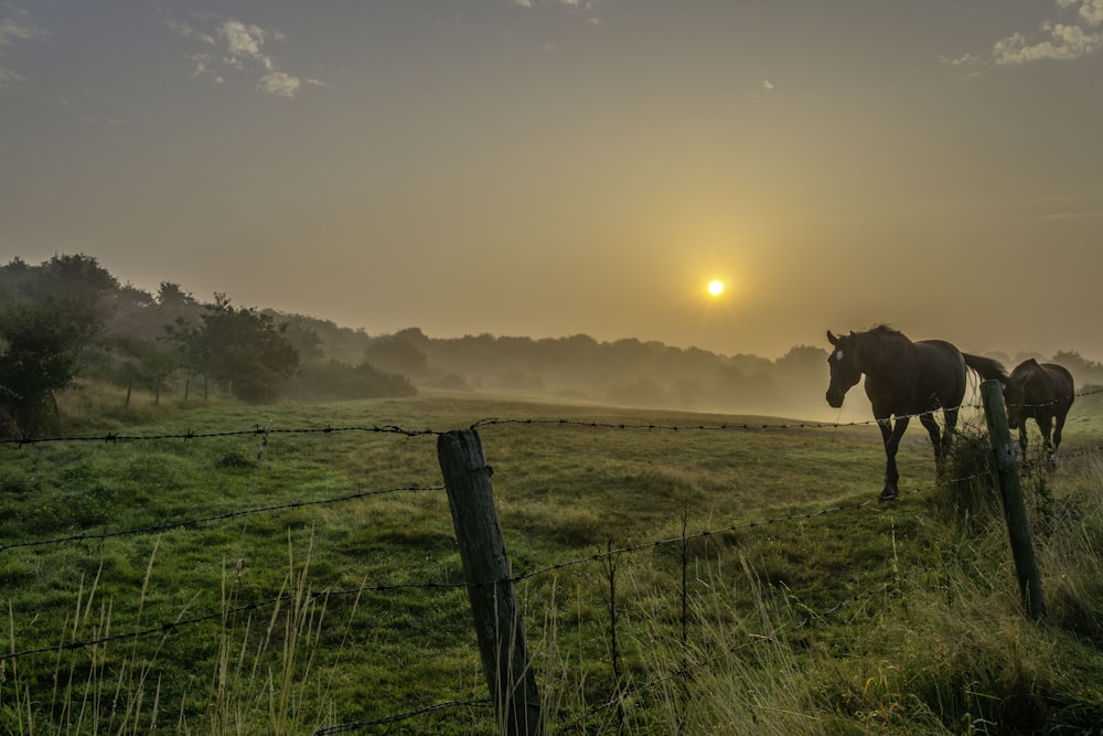 two brown horses on open field during sunrise