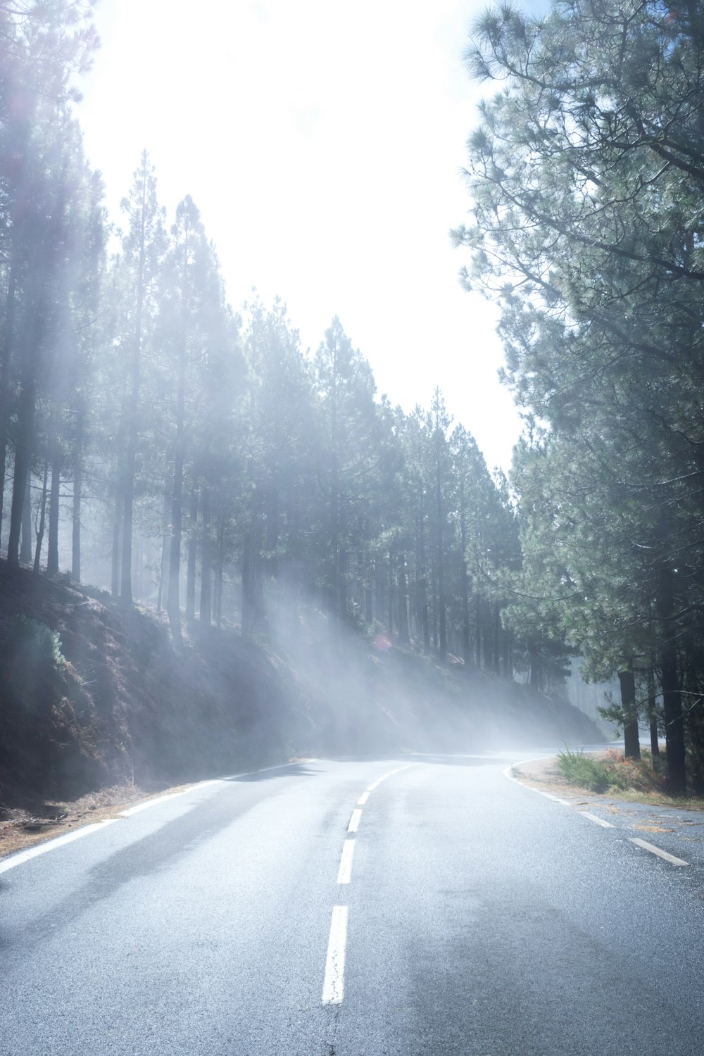 asphalt road between green trees