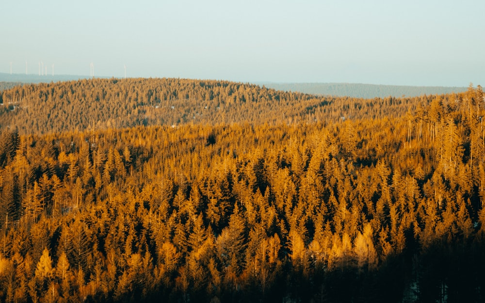 forest photo during daytime