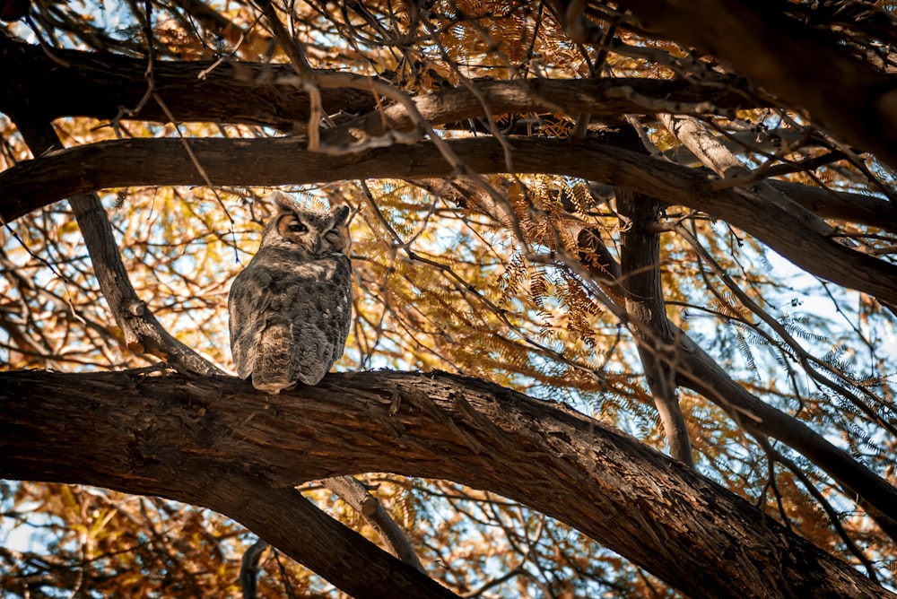 black and white owl porches on tree branch during daytime