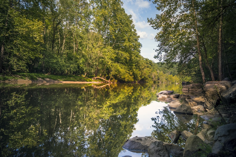 river surrounded by trees during daytime