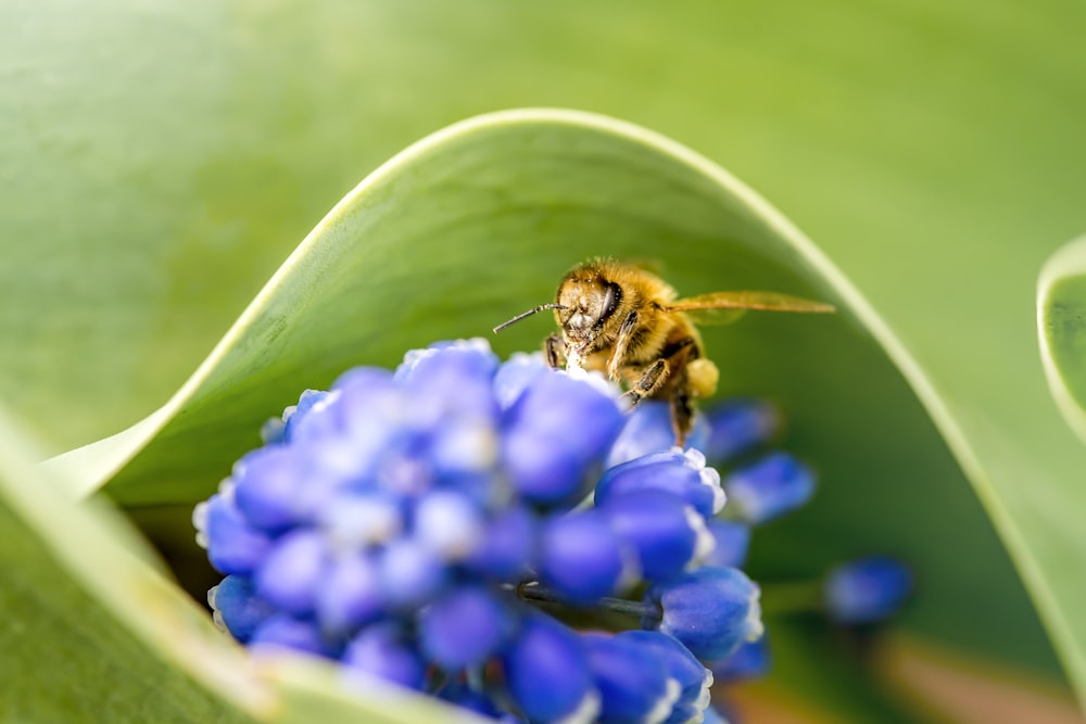 selective focus photography of brown bee on blue flower