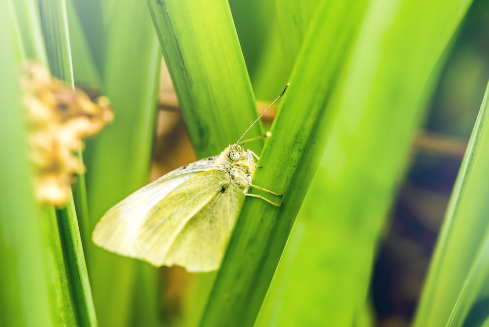 white butterfly on green leaf