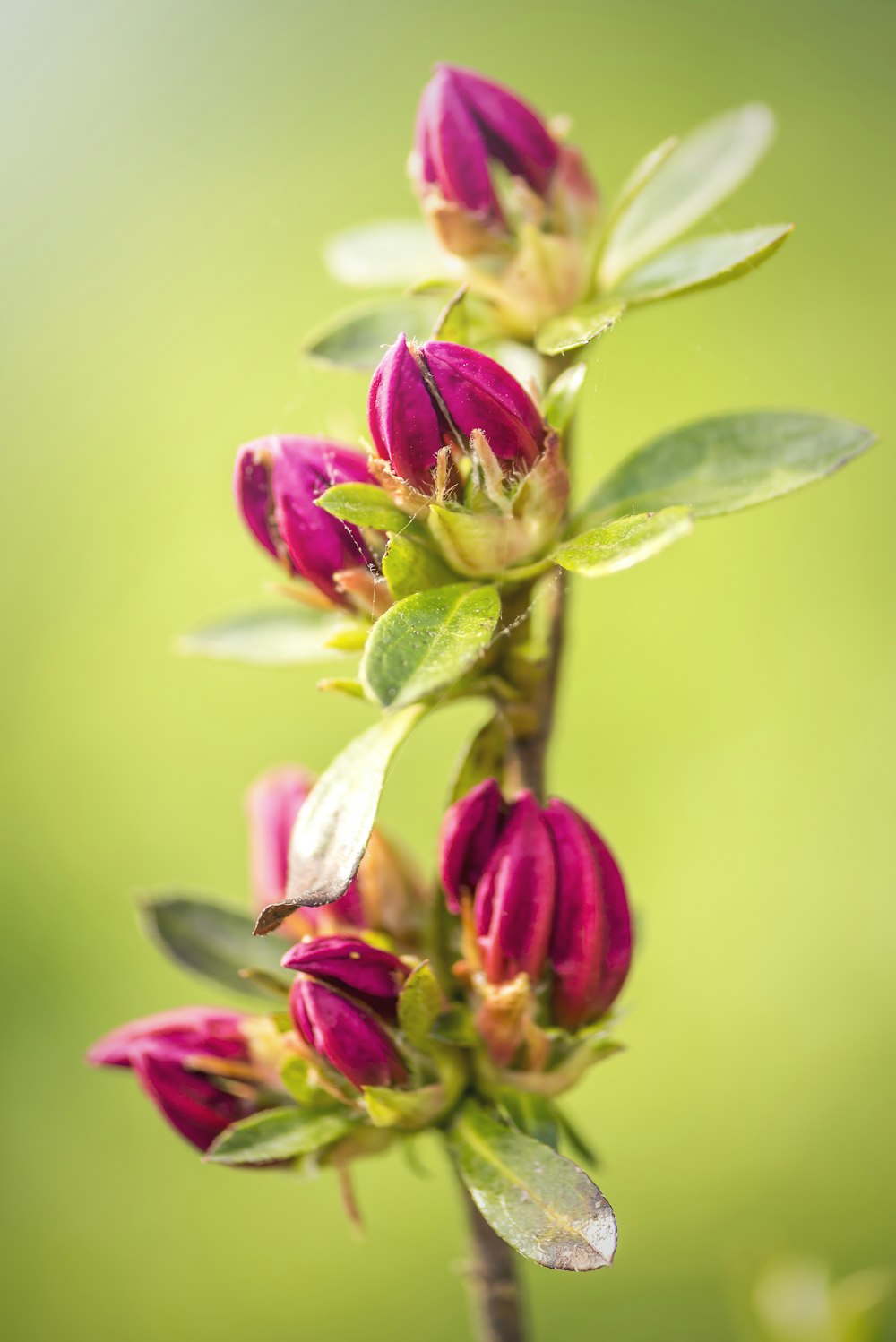 red-petaled flower bloom during daytime