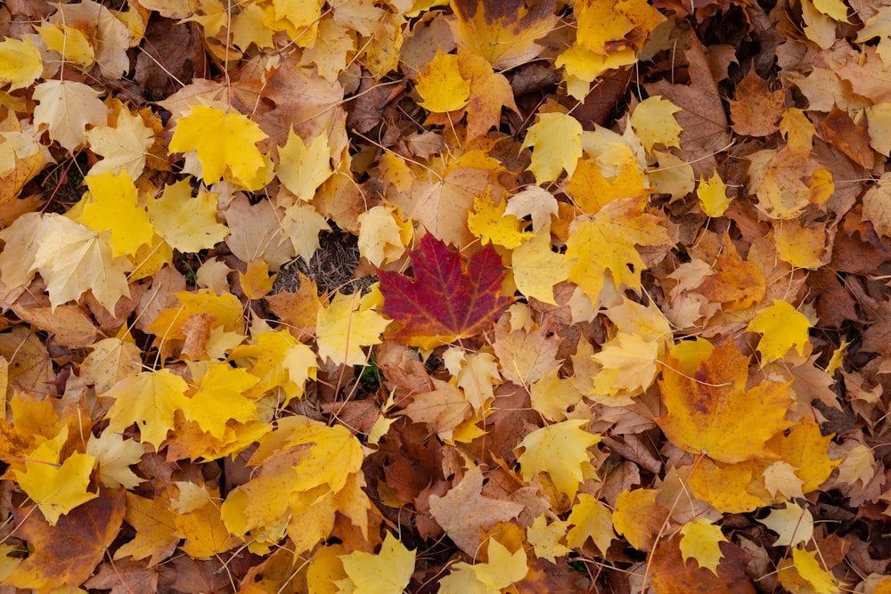yellow and brown fallen maple leaves