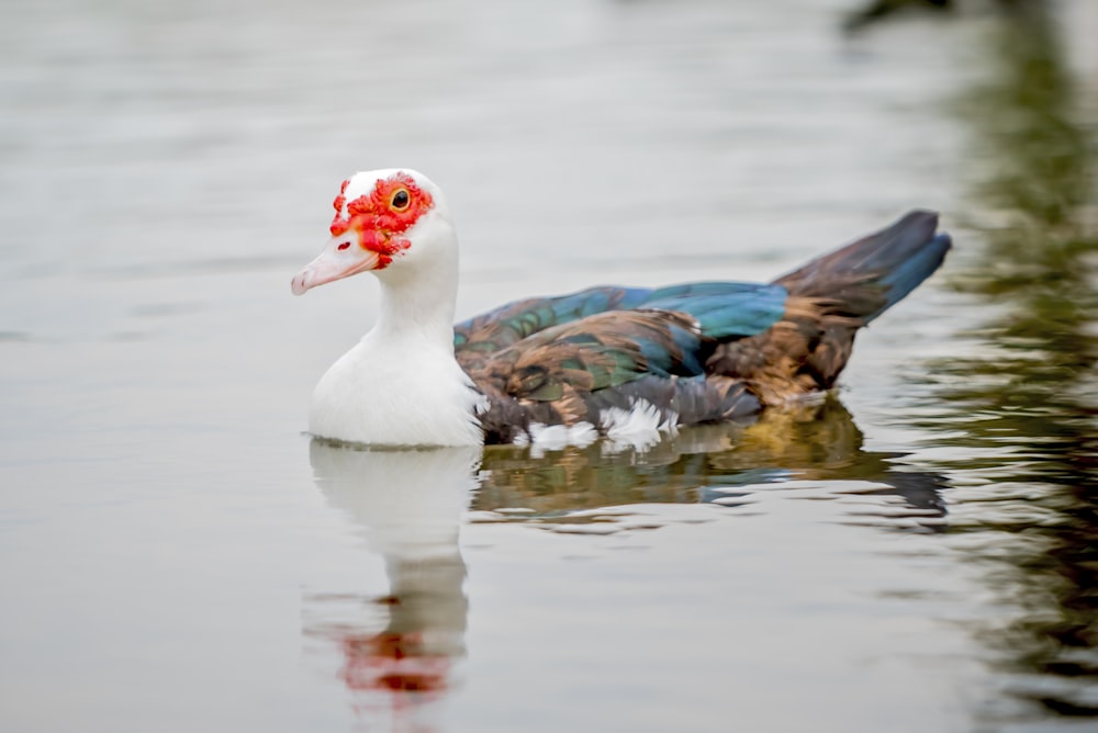 multicolored duck on body of water