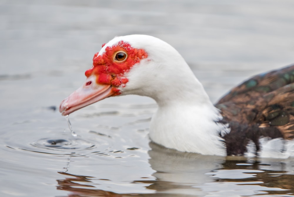 white and brown duck on body of water during daytime