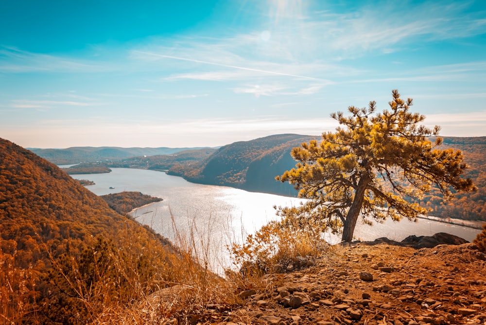 brown trees near water photo