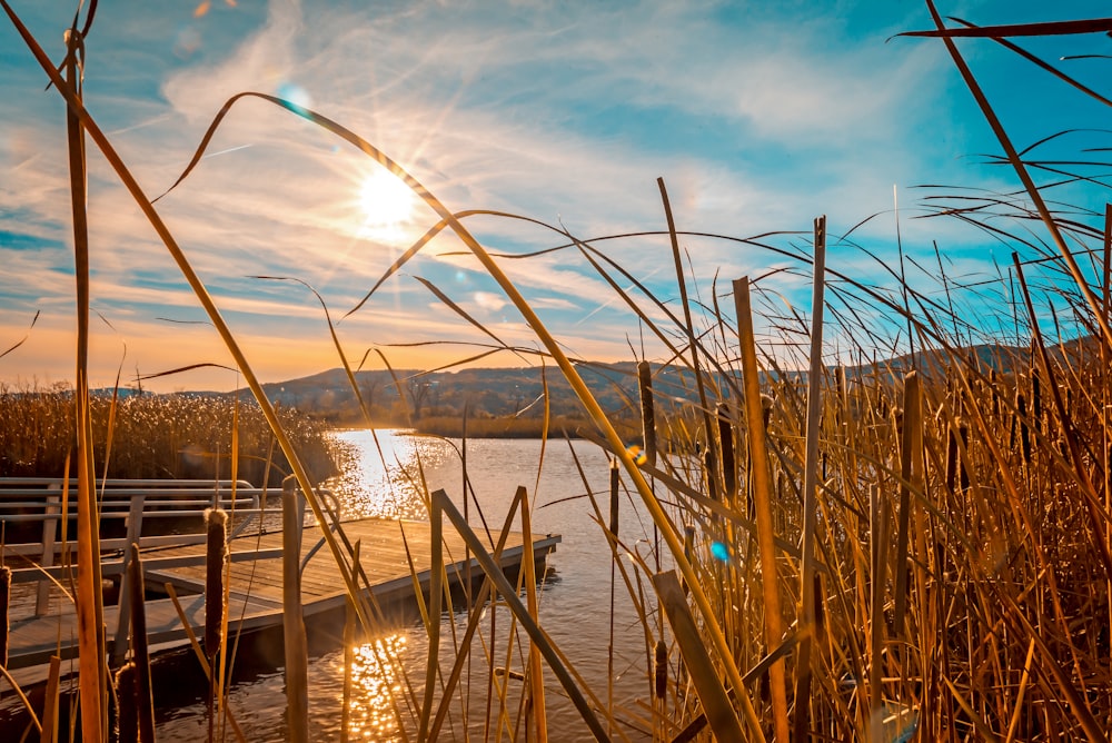 setting sun over empty wooden dock surrounded by grasses