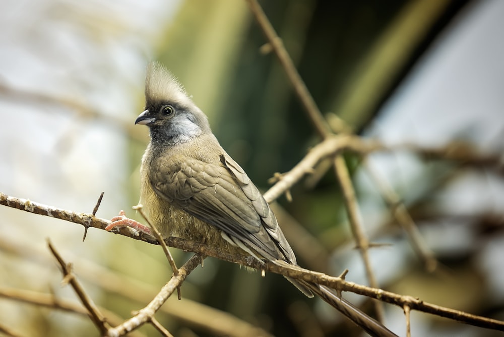 brown bird on brown stem