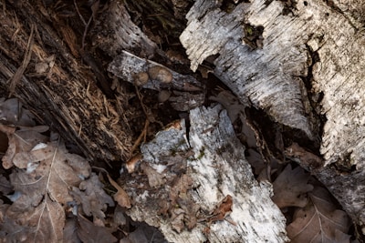 A close-up of a rugged predator call resting on weathered wood, surrounded by pine needles.