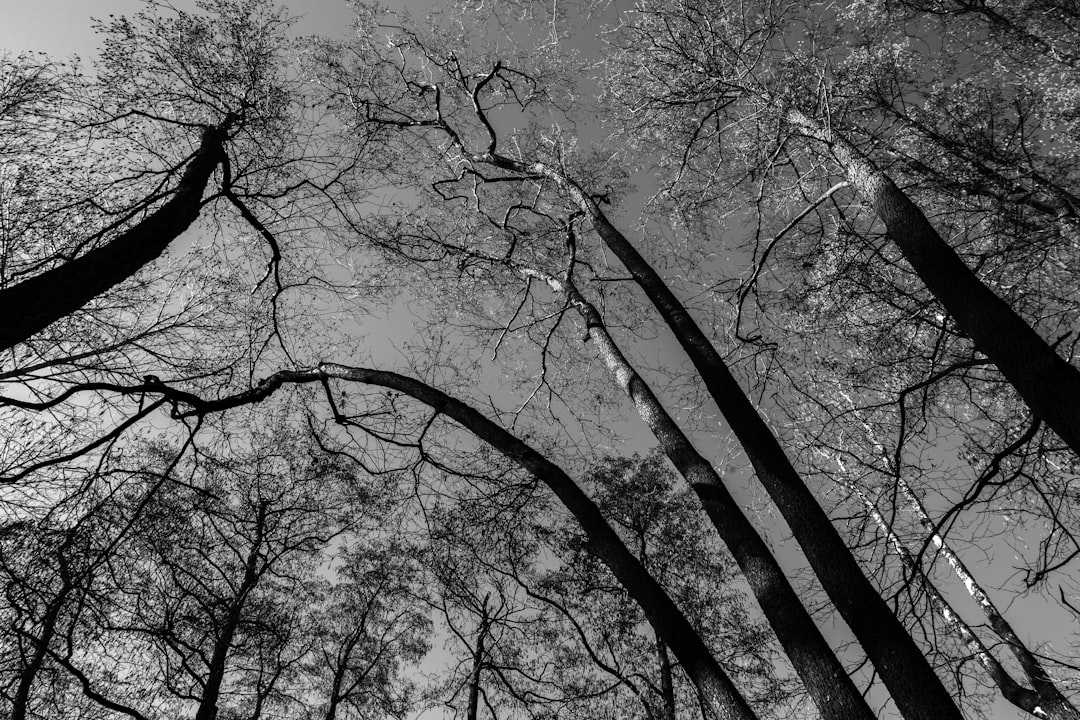 grayscale photo of bare tree