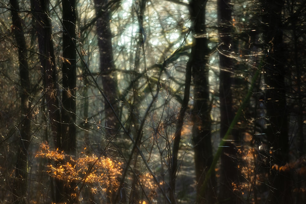 selective focus photography of brown trees