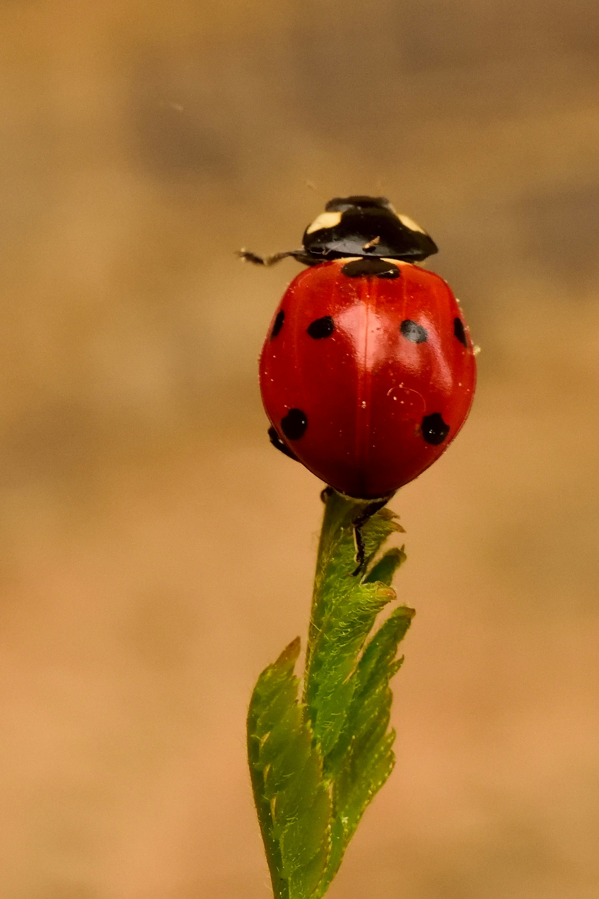 A close-up of a vibrant red ladybug perched on a dewy green leaf.